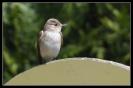 Miniature : Carte postale d'un oiseau : Gobemouche gris. 