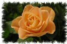 Miniature : Recevoir des fleurs, a fait toujours plaisir. Offrez cette rose orange. 