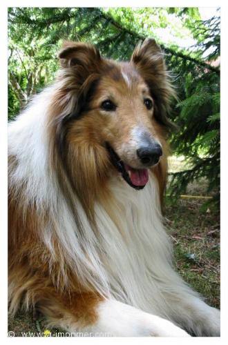 Carte postale d'un chien berger d'Ecosse (Colley).