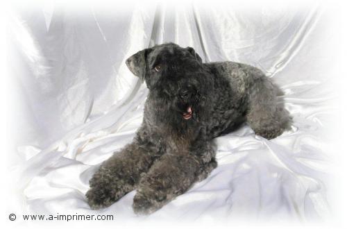 Carte postale d'un chien Kerry Blue Terrier.