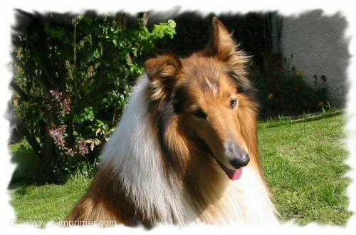 Carte postale d'un chien berger d'Ecosse (Colley).