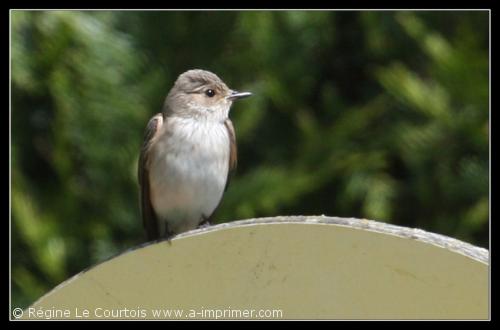 Carte postale d'un oiseau : Gobemouche gris.