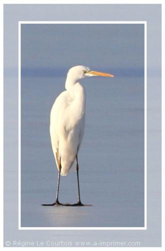 Carte postale d'un oiseau : Grande Aigrette.