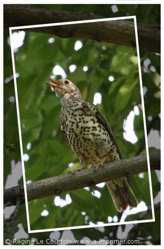 Carte postale d'un oiseau : Grive Draine.