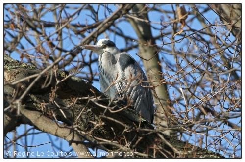 Carte postale d'un oiseau : Hron cendr.