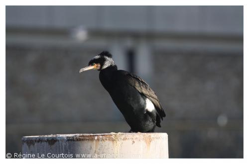 Carte postale d'un oiseau : Grand cormoran.