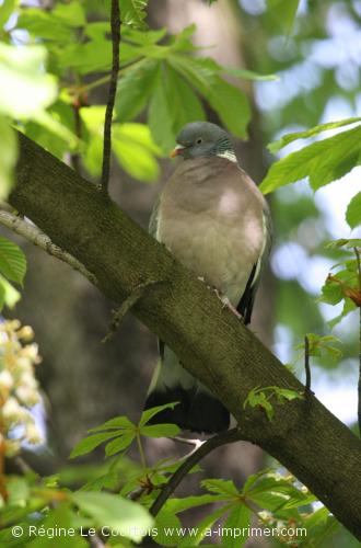 Carte postale d'un oiseau : Pigeon ramier.