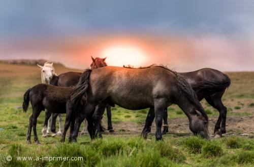 Un troupeau de chevaux