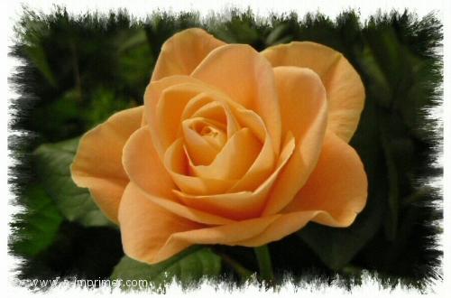 Recevoir des fleurs, a fait toujours plaisir. Offrez cette rose orange.