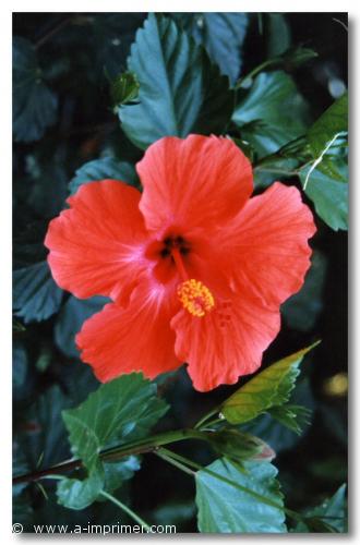 Carte postale d'un hibiscus.