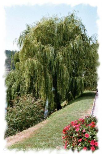 Carte postale d'un beau saule pleureur.