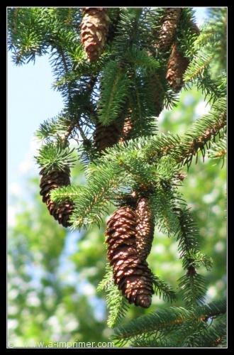 Carte postale de pommes de pin dans un sapin.