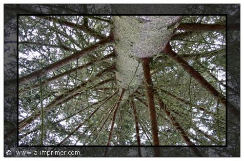 Carte postale d'un sapin vu de dessous.