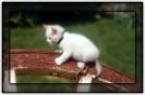 Miniature : Carte postale d'une petite chatte blanche.