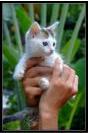 Miniature : Jolie carte postale d'un chaton.