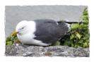 Miniature : Carte postale d'une mouette. 