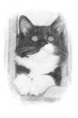 Miniature : Carte postale d'un dessin de chat noir et blanc  poils longs.