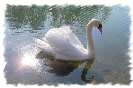 Miniature : Carte postale d'un cygne. 