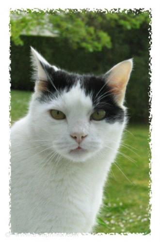 Carte postale de la tte d'un chat noir et blanc.