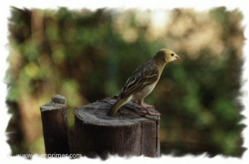 Carte postale d'un petit oiseau sur un tronc d'arbre.