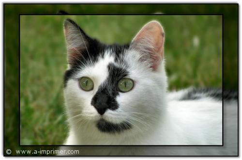 Carte postale d'une petite chatte noire et blanche.