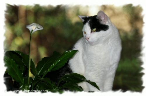 Carte postale d'un chat noir et blanc qui regarde une fleur.