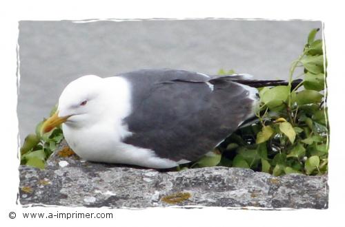 Carte postale d'une mouette.