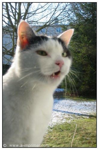 Carte postale d'un chat noir et blanc qui miaule.