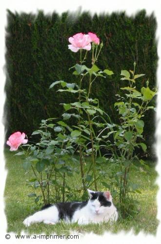 Carte postale d'un chat noir et blanc allong devant un rosier.