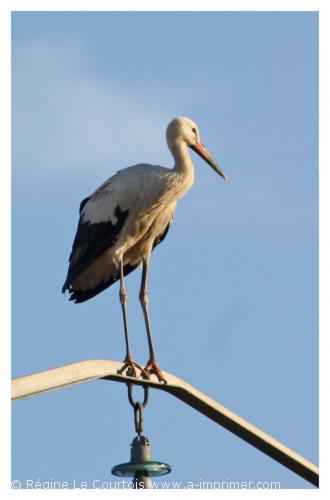 Carte postale d'une cigogne blanche.