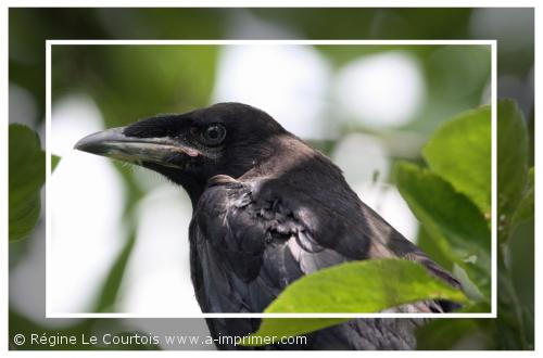 Carte postale d'un corbeau freux.