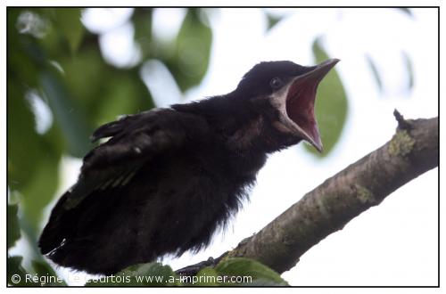 Carte postale d'un corbeau freux.