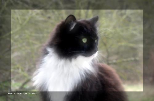 Un chat angora noir et blanc