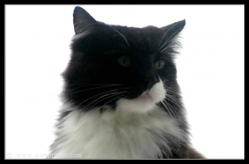 Un chat angora noir et blanc