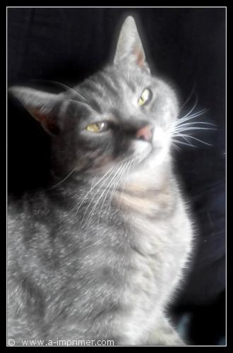 Photo d'un chat gris.