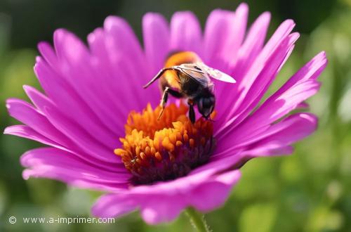 Carte postale d'une fleur butine par une abeille